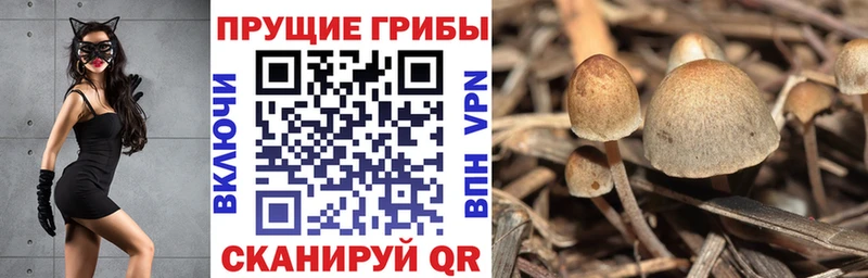 Галлюциногенные грибы Psilocybine cubensis  Десногорск 